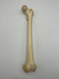 Real Left Human Femur 101