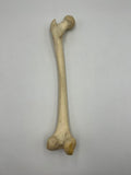 Real Left Human Femur 101