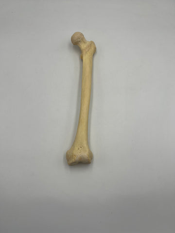 Real Left Human Femur 102