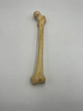 Real Left Human Femur 103