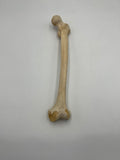 Real Left Human Femur 104