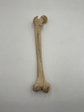 Real Left Human Femur 104