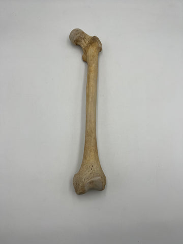 Real Left Human Femur 105