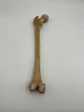 Real Left Human Femur 105