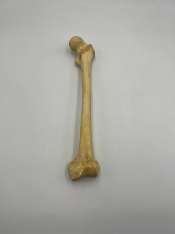 Real Left Human Femur 106