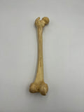 Real Left Human Femur 106