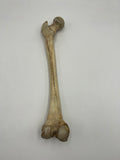 Real Left Human Femur 107