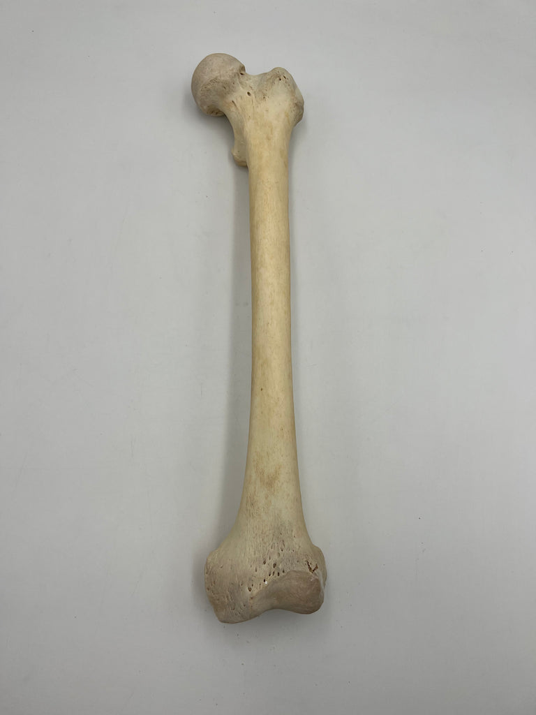 Real Left Human Femur 110