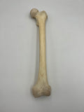 Real Left Human Femur 110