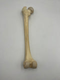 Real Left Human Femur 110