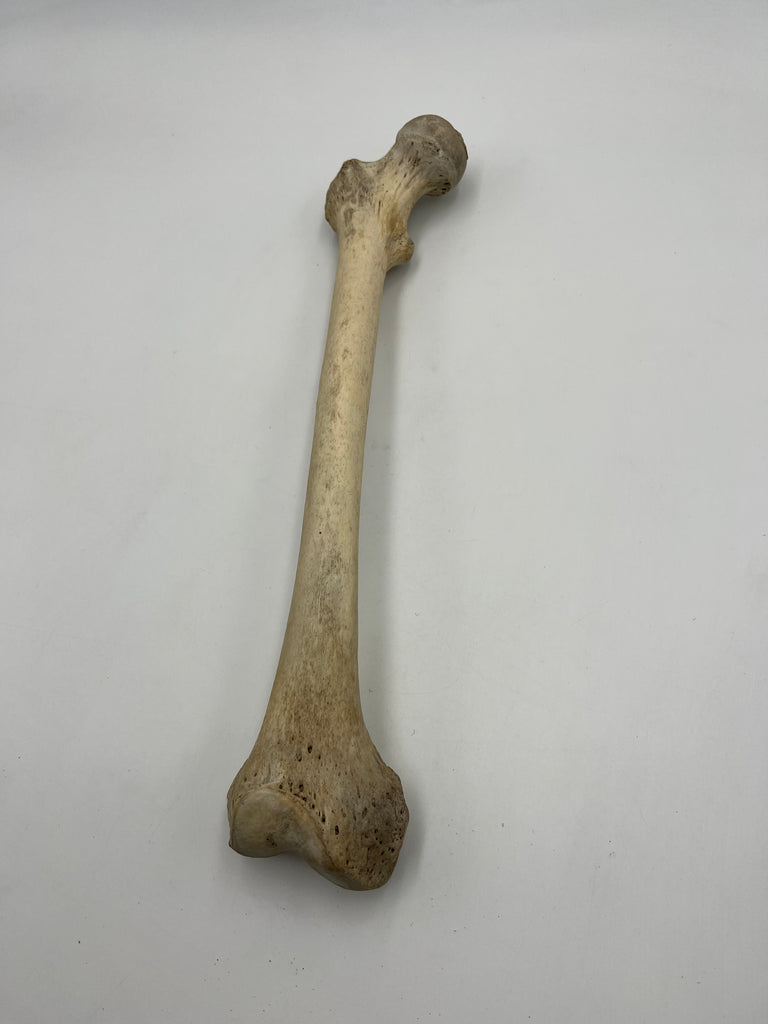 Real Right Human Femur 108