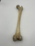 Real Right Human Femur 108