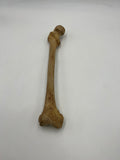 Real Right Human Femur 110