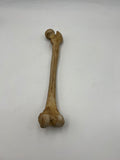 Real Right Human Femur 110