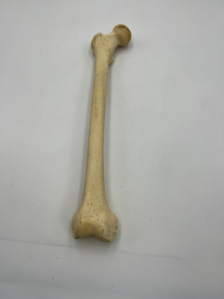 Real Right Human Femur 112