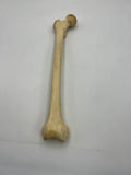 Real Right Human Femur 112