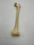 Real Right Human Femur 112