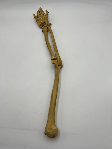 Real Human Right Arm Skeleton 50