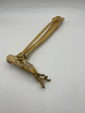 Real Right Human Leg Skeleton w/out Femur