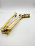 Real Right Human Leg Skeleton 50