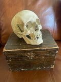 Antique Human Skull With Possible Pathology / Trauma and Antique Case