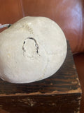 Antique Human Skull With Possible Pathology / Trauma and Antique Case