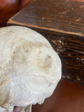 Antique Human Skull With Possible Pathology / Trauma and Antique Case