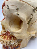 A Vintage Real Human Dissected Skull 202