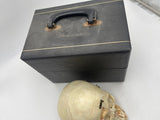 A Vintage Real Human Dissected Skull With Case 203