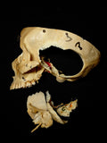 Dissected Human Skull