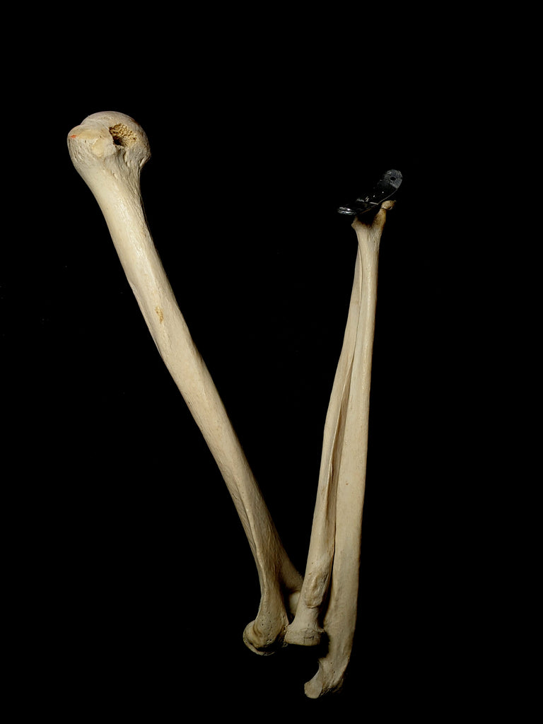 Articulated Human Arm Set