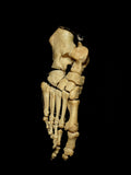 Right Articulated Human Foot