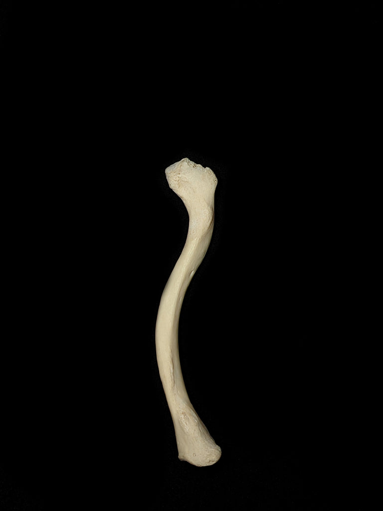 Medically Lightened Human Clavicle