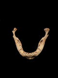 Pediatric Human Mandible