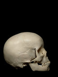 Young Pediatric Human Skull With Exposed Dentitions