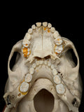 Young Pediatric Human Skull With Exposed Dentitions