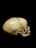 40 Week Old Human Fetal Skull