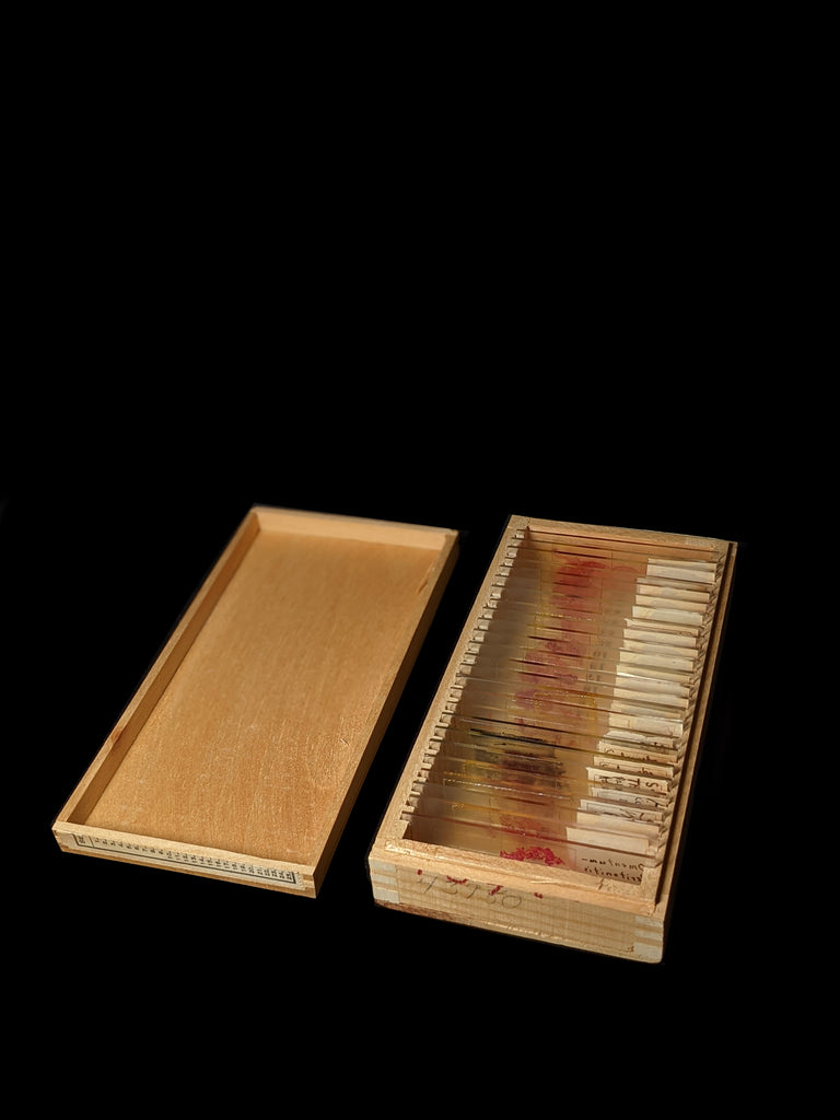 25 Count Human Tissue Antique Medical Slides In Box