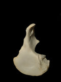 Os Coxae Human Pelvic Bone