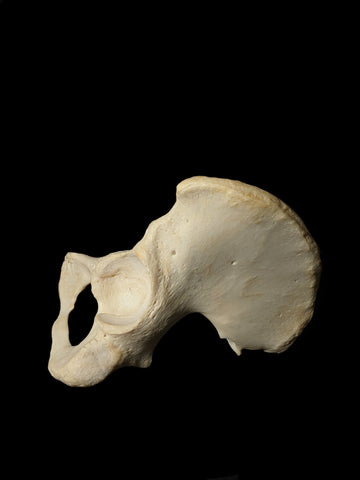 Os Coxae Human Pelvic Bone
