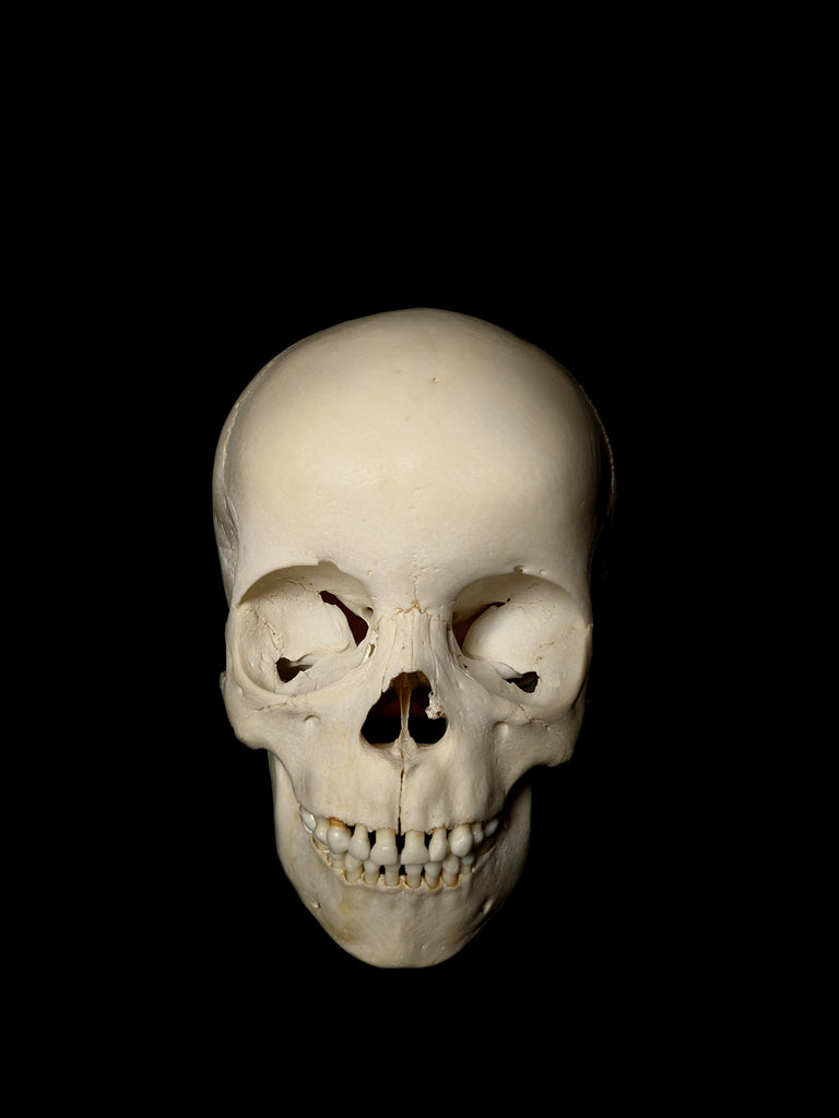 5-7 Year Old Uncut Pediatric Human Child Skull