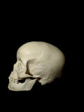 5-7 Year Old Uncut Pediatric Human Child Skull