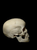 5-7 Year Old Uncut Pediatric Human Child Skull