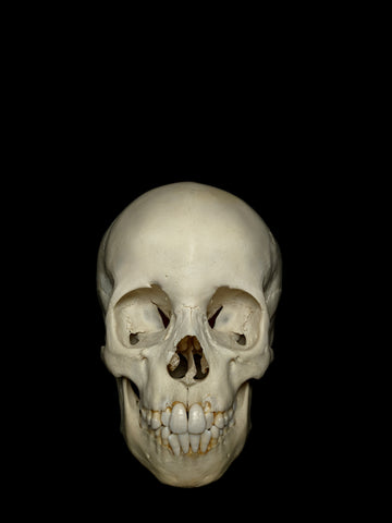 8-10 Year Old Pediatric Uncut Human Skull Pathology