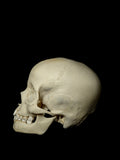 8-10 Year Old Pediatric Uncut Human Skull Pathology