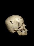 10 Year Old Pediatric Demonstration Human Skull