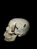 Kilgore International Human Skull