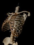 Adult Articulated Human Torso