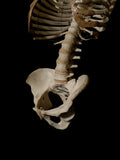 Adult Articulated Human Torso