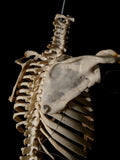 Adult Articulated Human Torso